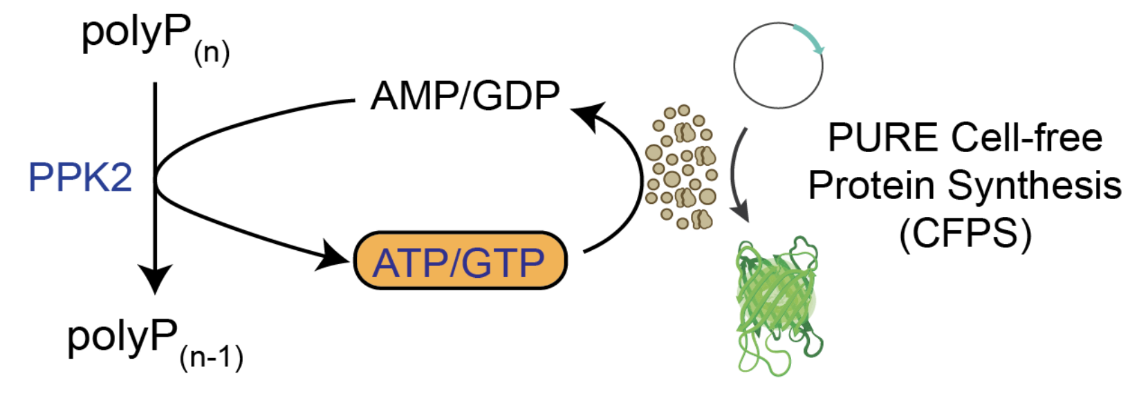Illustration of the PPK2 based energy regeneration the PURE system.