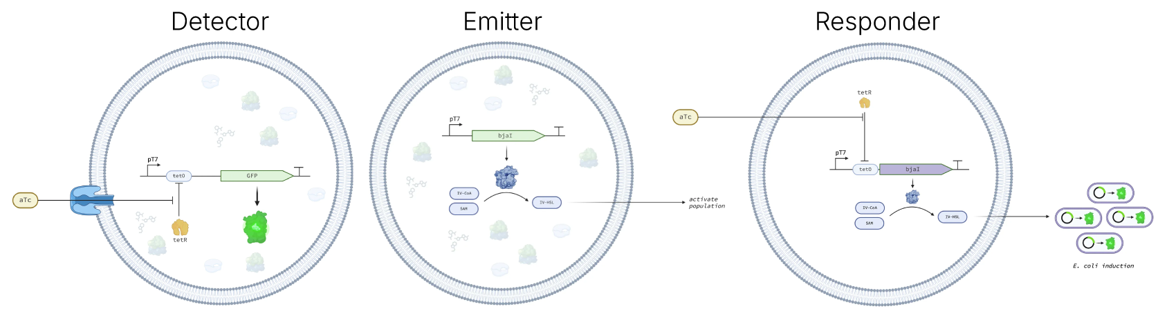 The Detector, Emitter, and Responder cells. We are building ...