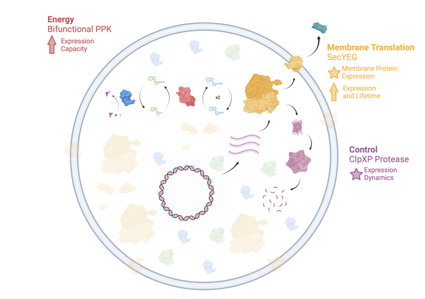 The Developer Cell. We are building an integrated chassis for synthetic cell engineering that incorporates energy generation, protein control, and membrane protein translation, needed for large-scale integration.