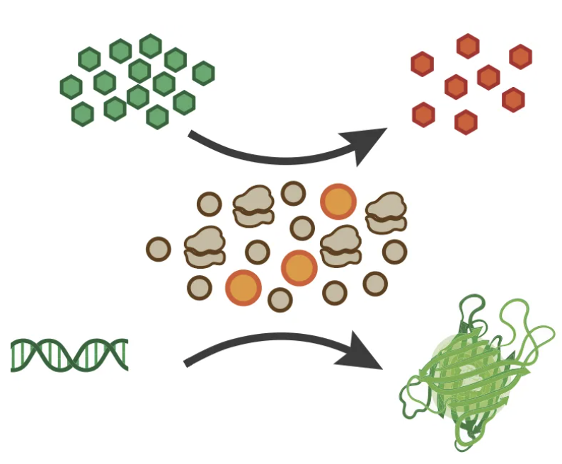 A schematic representation of PURE converting template DNA into a fluorescent reporter.